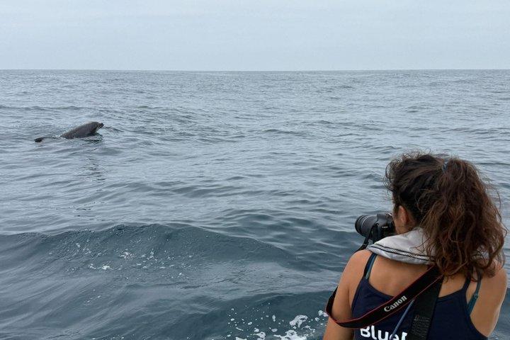 Biolog guidet delfin ser safari