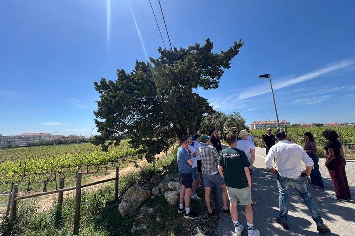 Cascais Half Day Wine Tasting Tour
