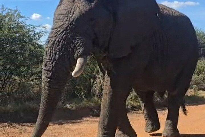 Tour de Safari de Medio Día Big Five en Dinokeng