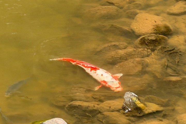 マノア滝 - 電動自転車でのハイキング体験 地元の食事込み