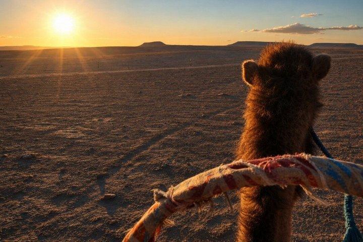 Espectáculo de camellos y fuego en el desierto de Marrakech con cena y puesta de sol