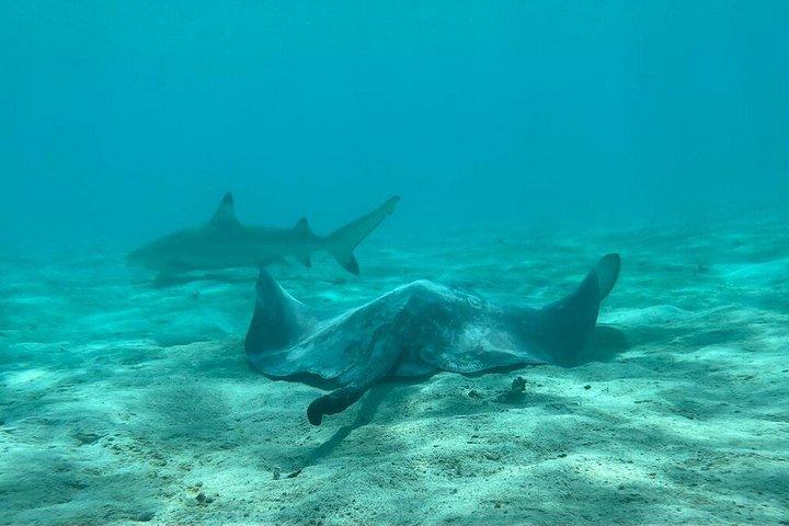 Cruises to Tetiaroa French Polynesia