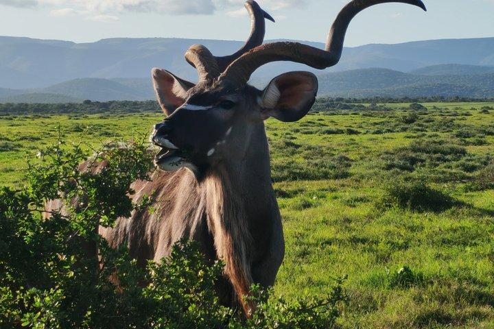 Private Group Half-Day Addo Elephant National Park Tour
