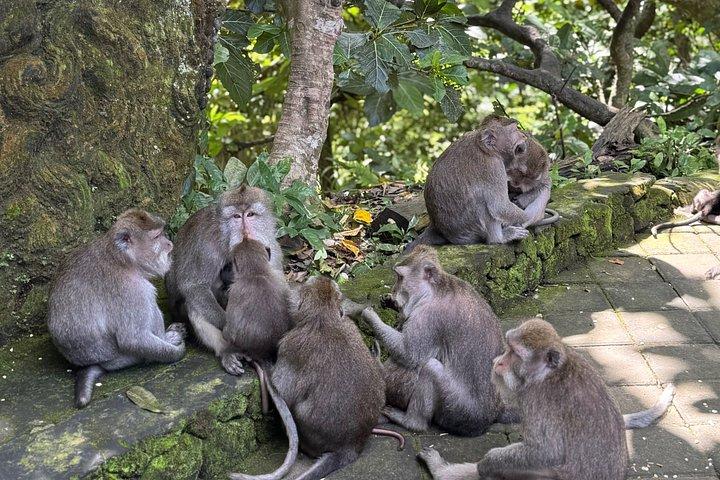 モンキーサンクチュアリと棚田と聖地を巡るウブドツアー