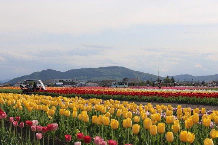【Privatbil från Sapporo】Skräddarsy tid och resplan