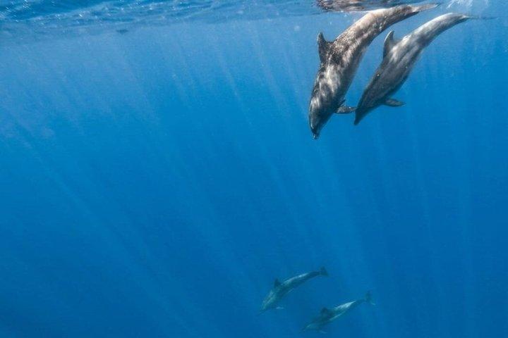 Kayak y snorkel en Los Cristianos