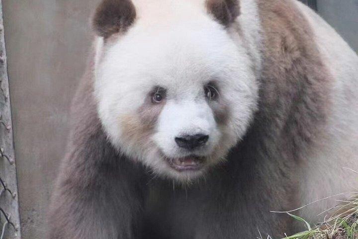 プライベート半日ツアーQizai 世界唯一のブラウンパンダ