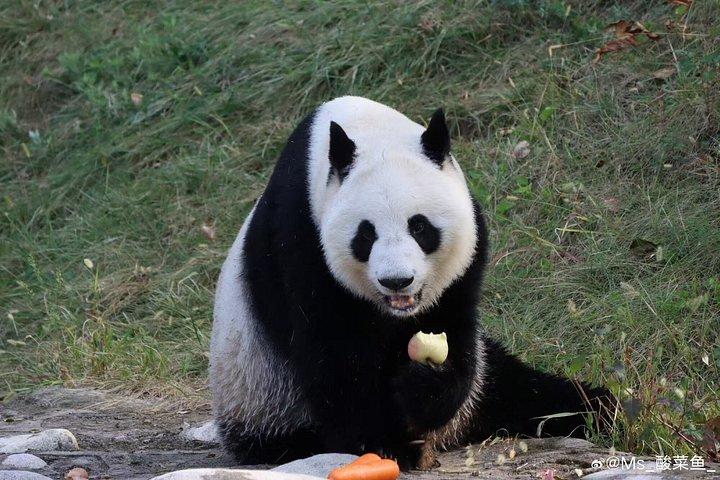 プライベート半日ツアーQizai 世界唯一のブラウンパンダ