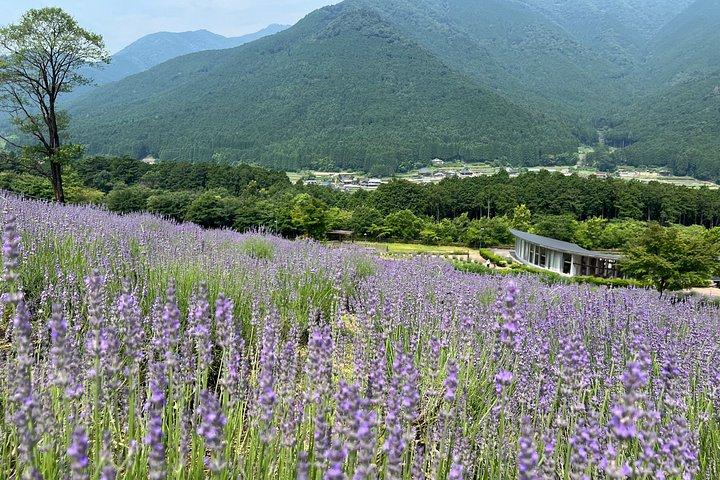 歴史ある姫路城とラベンダーパーク鷹1日プライベートツアー