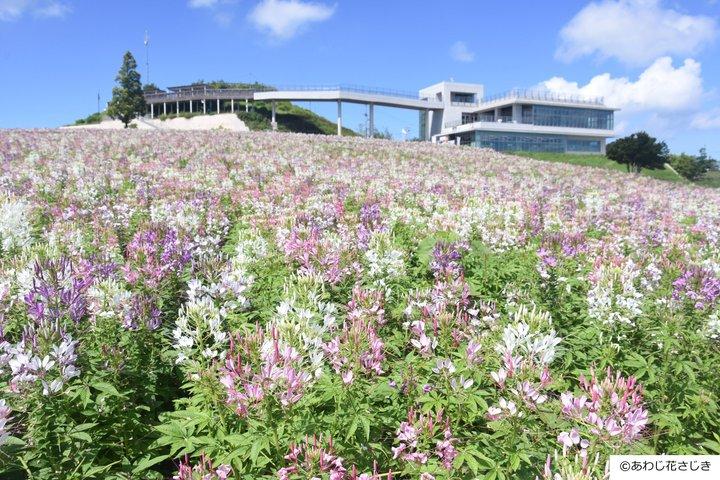 Awaji Loved by Fragrance Scented 1 Day Bus Tour from Osaka
