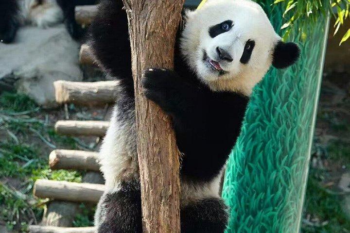 プライベート半日ツアーQizai 世界唯一のブラウンパンダ