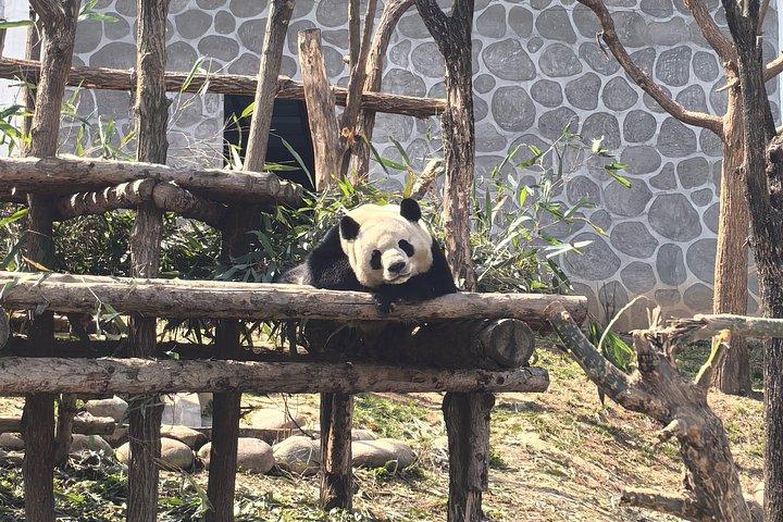 プライベート半日ツアーQizai 世界唯一のブラウンパンダ