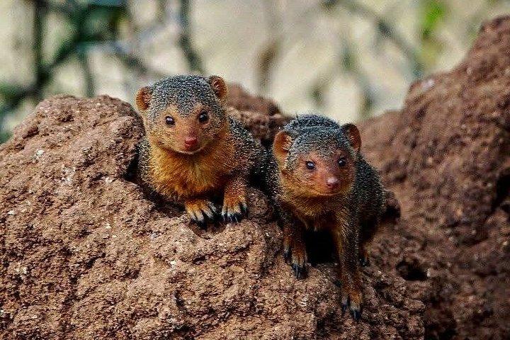 ザンジバル～ミクミサファリ1泊空港送迎付き