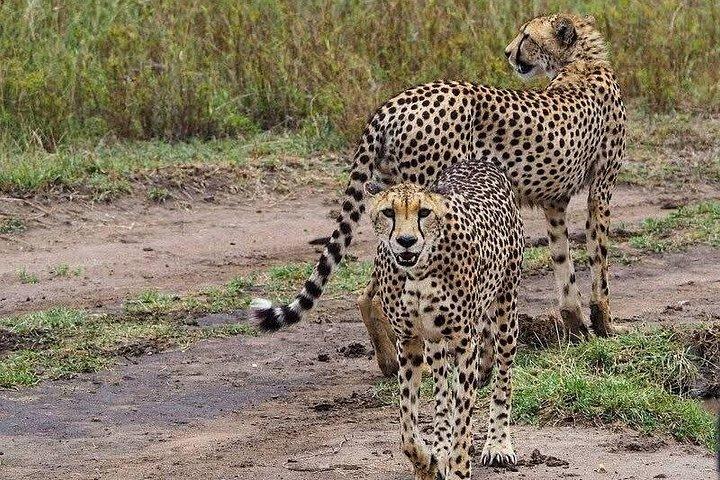 ザンジバル～ミクミサファリ1泊空港送迎付き