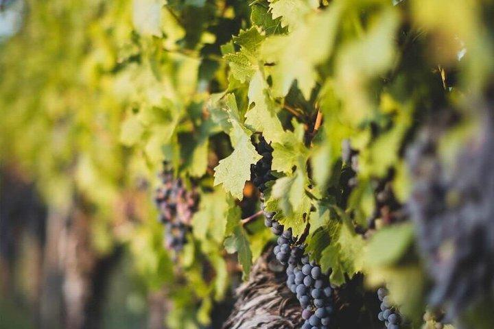 Médoc Weintour am Nachmittag | Margaux Châteaux & Französischer Aperitif