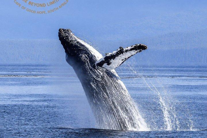ケープポイント、ケープ・オブ・グッドホープ＆ボルダーズペンギン終日ツアー