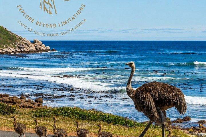 ケープポイント、ケープ・オブ・グッドホープ＆ボルダーズペンギン終日ツアー