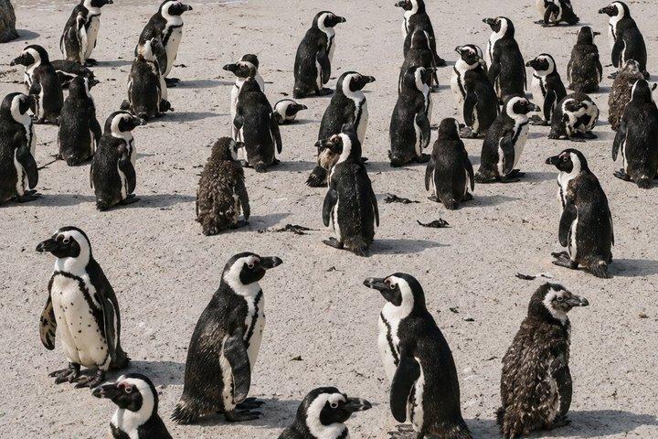 ケープポイント、ケープ・オブ・グッドホープ＆ボルダーズペンギン終日ツアー
