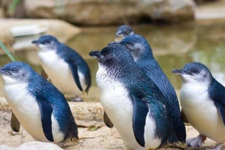モトゥイヘ島野生動物プライベート体験