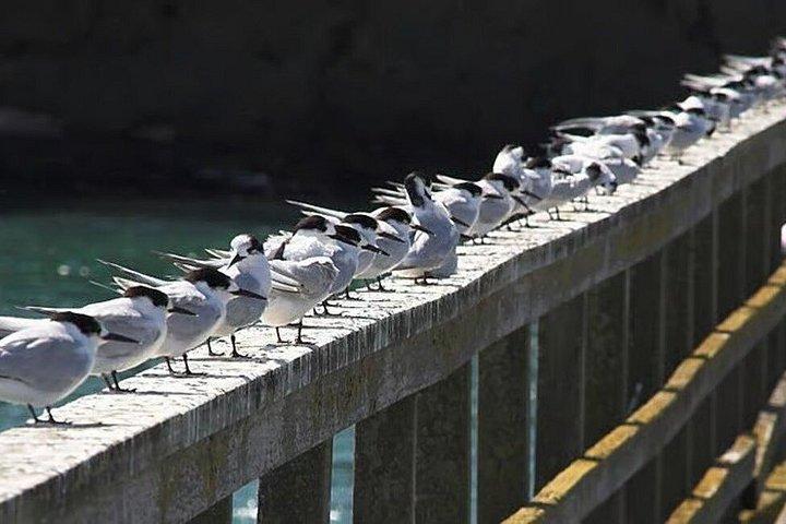 モトゥイヘ島野生動物プライベート体験