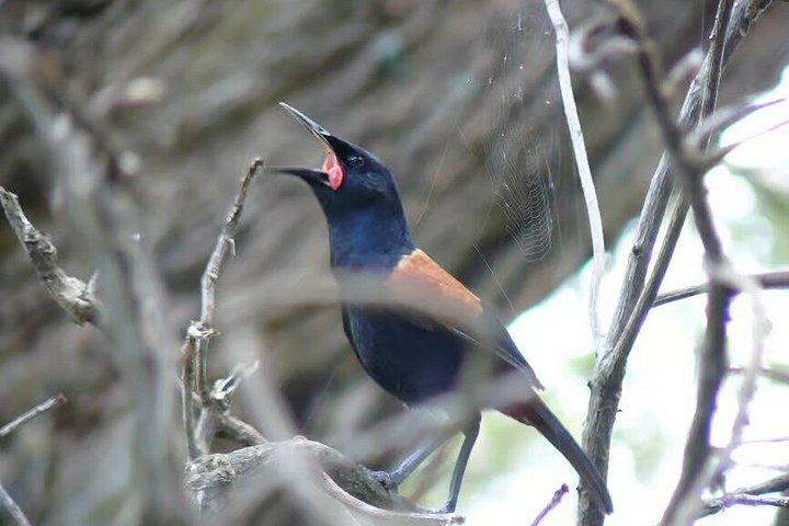 モトゥイヘ島野生動物プライベート体験
