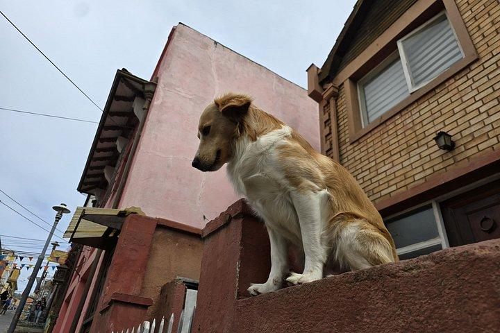 バルパライソのストリート アートとサンティアゴのカサブランカのワイン