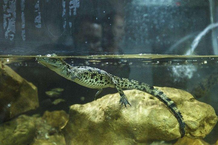 Crocoparc Agadir Day Trip with Round-Trip Transportation