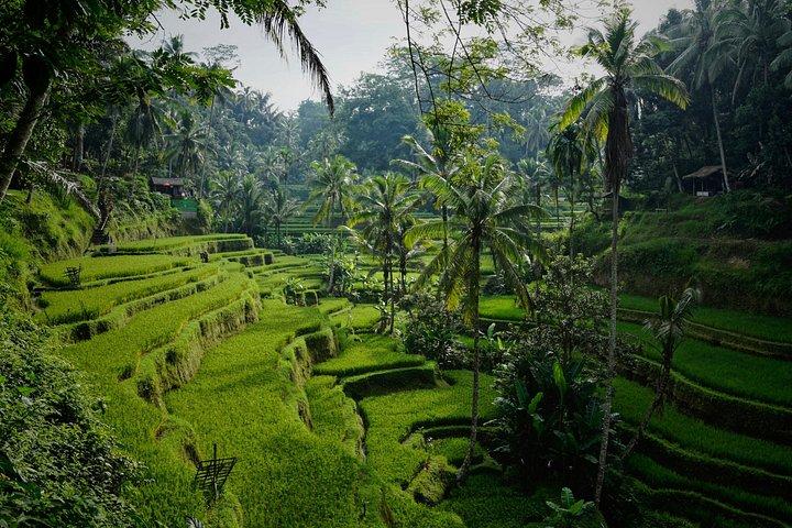 Bali Ubud Tour privato con Guida Fotografa