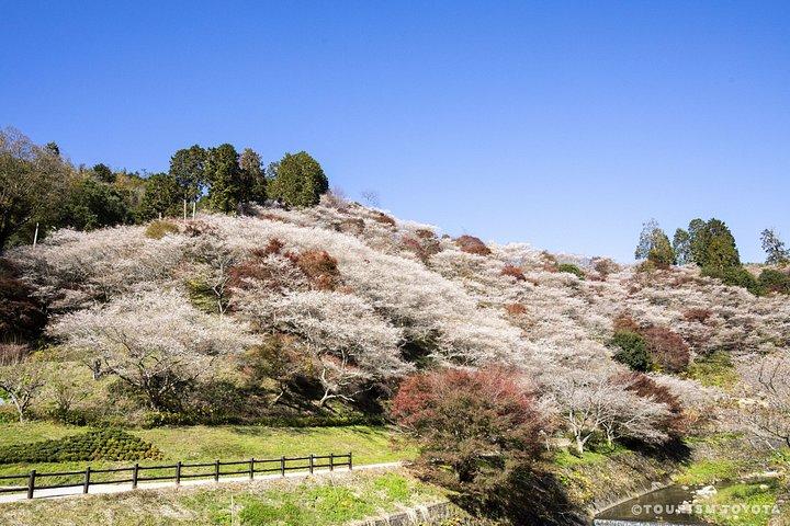 名古屋四季桜と香嵐渓日帰りツアー