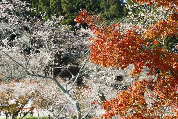 名古屋四季桜と香嵐渓日帰りツアー