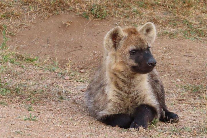 4 Day Kruger National Park Shared Wildlife Adventure
