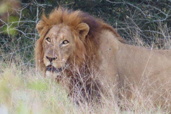 4 Day Kruger National Park Shared Wildlife Adventure