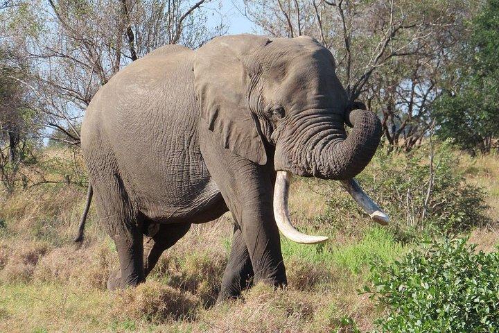 4 Day Kruger National Park Shared Wildlife Adventure