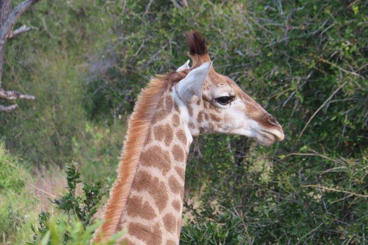 4 Day Kruger National Park Shared Wildlife Adventure