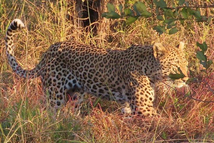 4 Day Kruger National Park Shared Wildlife Adventure