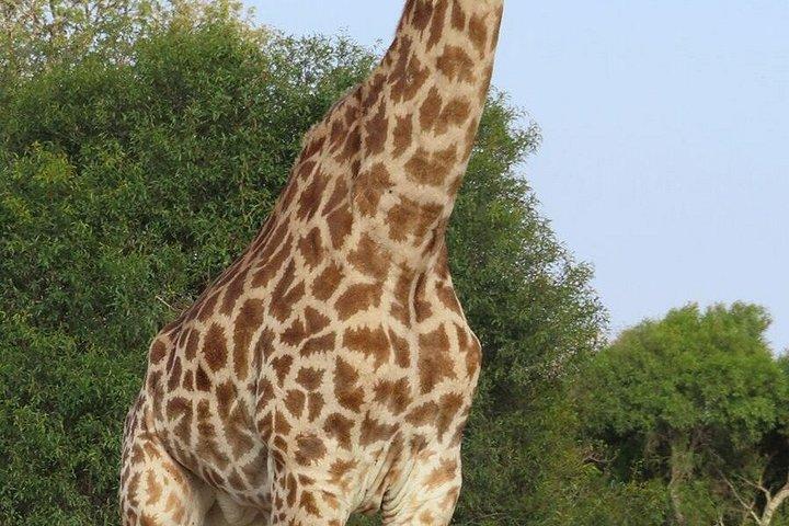 4 Day Kruger National Park Shared Wildlife Adventure
