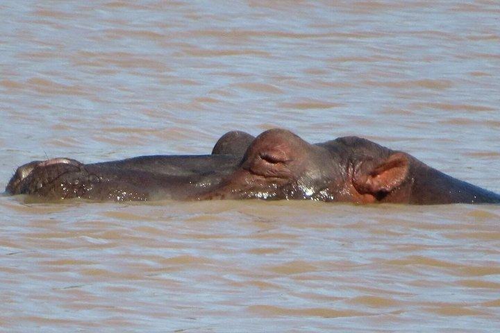 4 Day Kruger National Park Shared Wildlife Adventure