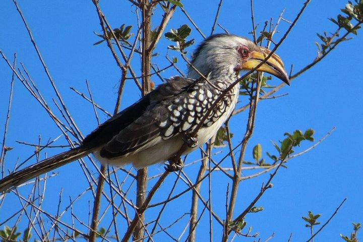 4 Day Kruger National Park Shared Wildlife Adventure