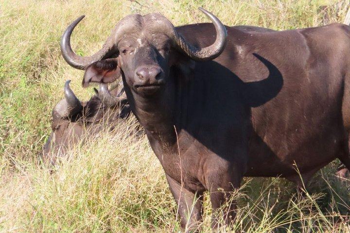 4 Day Kruger National Park Shared Wildlife Adventure