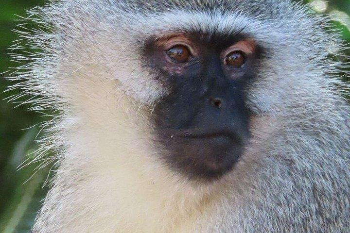 4 Day Kruger National Park Shared Wildlife Adventure