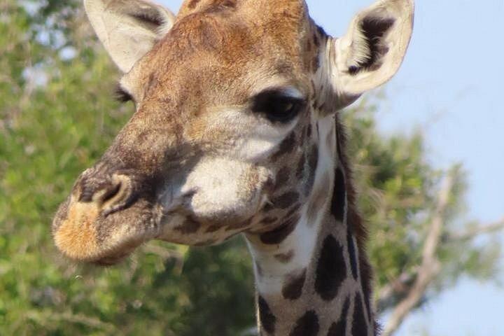 4 Day Kruger National Park Shared Wildlife Adventure