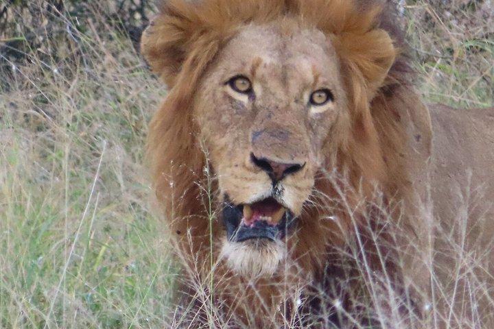 4 Day Kruger National Park Shared Wildlife Adventure