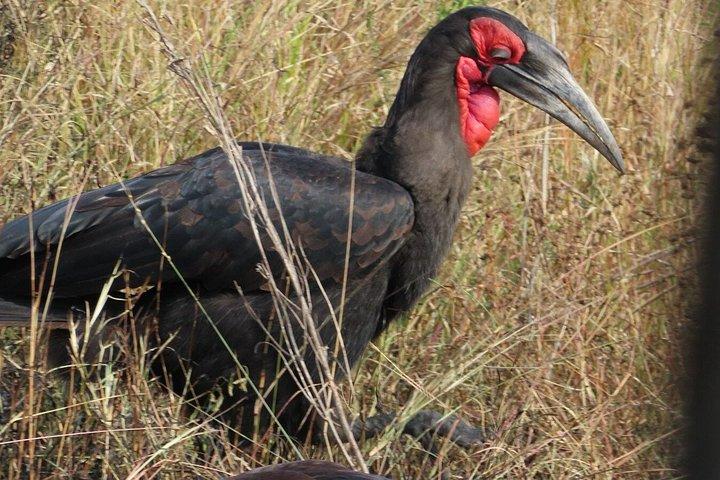 4 Day Kruger National Park Shared Wildlife Adventure