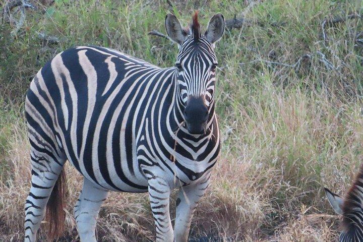 4 Day Kruger National Park Shared Wildlife Adventure