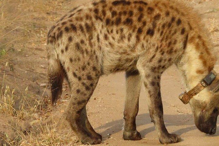 4 Day Kruger National Park Shared Wildlife Adventure