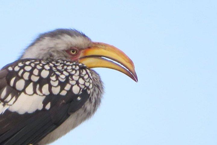 4 Day Kruger National Park Shared Wildlife Adventure