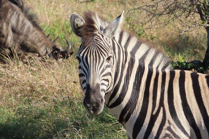 4 Day Kruger National Park Shared Wildlife Adventure