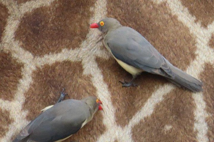 4 Day Kruger National Park Shared Wildlife Adventure