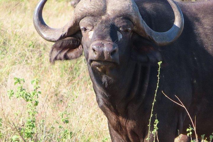 4 Day Kruger National Park Shared Wildlife Adventure