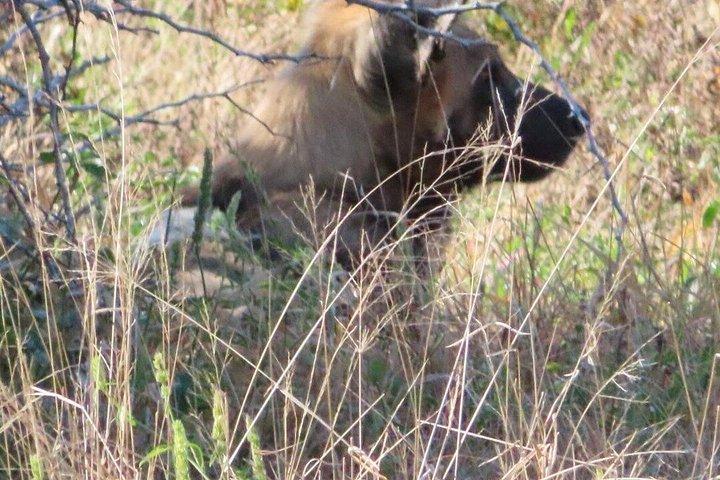 4 Day Kruger National Park Shared Wildlife Adventure